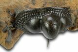 Onnia Trilobite Cluster - Blekos, Morocco #381641-4